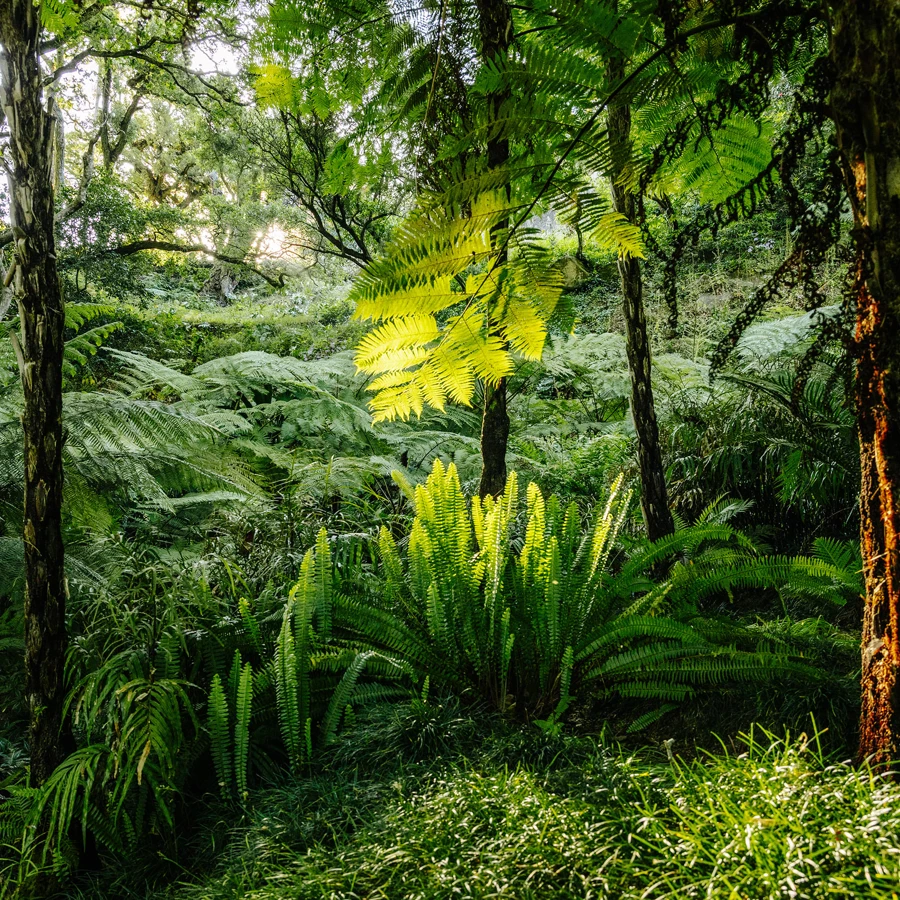 Fern Valley at Monserrate